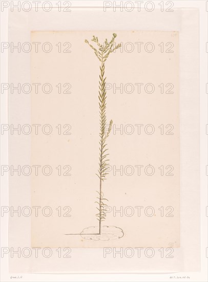 Ericaceae, 1668-1729. Creator: Vincent Laurentz van der Vinne I.