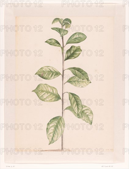Arab coffee plant, 1668-1729. Creator: Vincent Laurentz van der Vinne I.