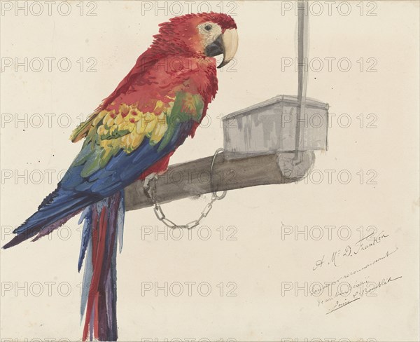 Parrot, 1879. Creator: Louis Charles Bombled.