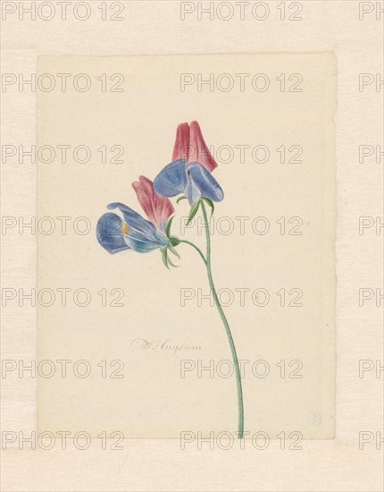 Sweet peas, 1714-1760. Creator: Michiel van Huysum.