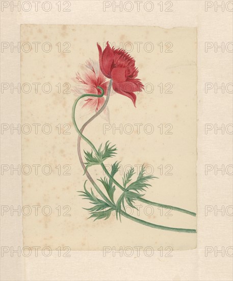 Two flowers, 1714-1760. Creator: Michiel van Huysum.