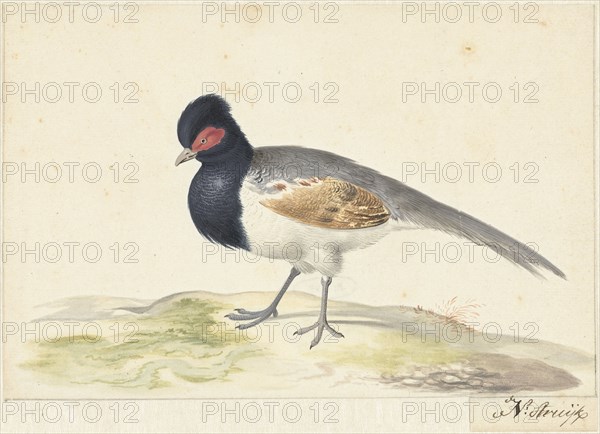 Bird with grey tail feathers, black head with red spot, to the left, 1699-1719. Creator: Nicolaas Struyk.