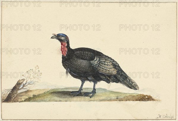 Bird with black feathers and a red crop, standing, left, c.1699-c.1719. Creator: Nicolaas Struyk.