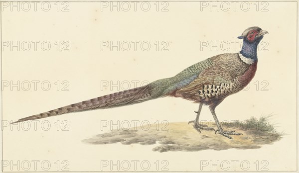 Pheasant, 1759-1842. Creator: Pieter Bartholomeusz. Barbiers.