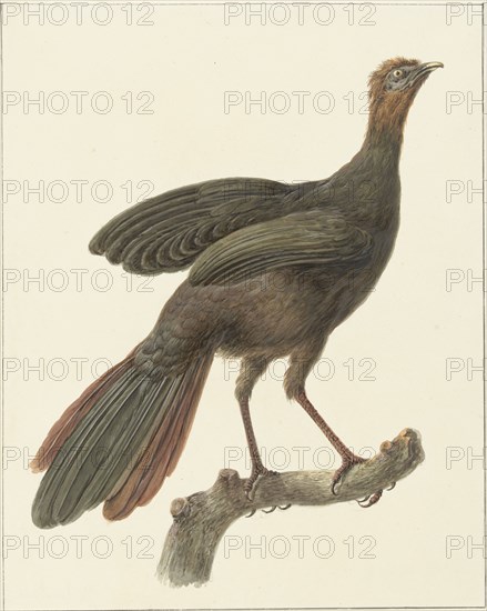 Crested guan (Penelope Purpurascens), 1759-1842. Creator: Pieter Bartholomeusz. Barbiers.