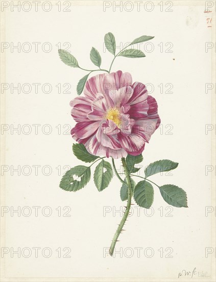 Gallic Rose (Rosa gallica L. 'Versicolor'), c.1686-c.1692. Creator: Pieter Withoos.