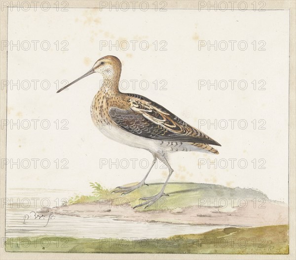 Common Snipe (Gallinago gallinago), c.1687-c.1692. Creator: Pieter Withoos.