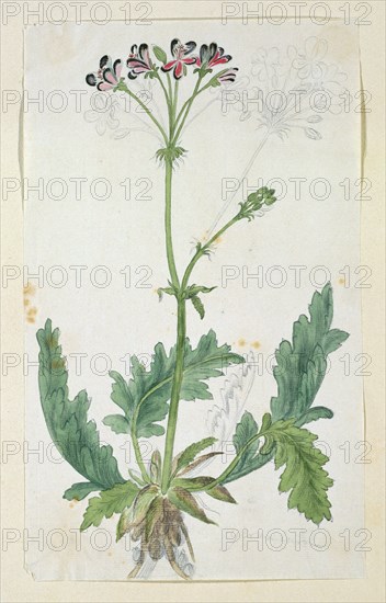 Pelargonium pulchellum Sims (Nonesuch pelargonium), 1777-1786. Creator: Robert Jacob Gordon.