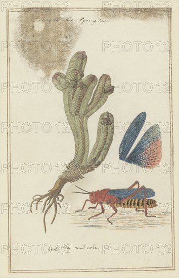 Crassula pyramidalis Thunb. (Pagoda mini jade) and a Dictyophorus spumans (Koppie foam...1777-1786. Creator: Robert Jacob Gordon.