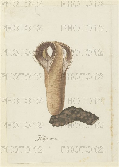 Hydnora africana Thunb. (Jackal-food plant), 1777-1786. Creator: Robert Jacob Gordon.