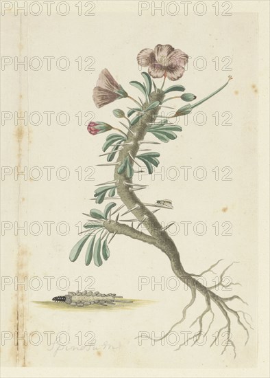 Monsonia Patersonii, 1777-1786. Creator: Robert Jacob Gordon.