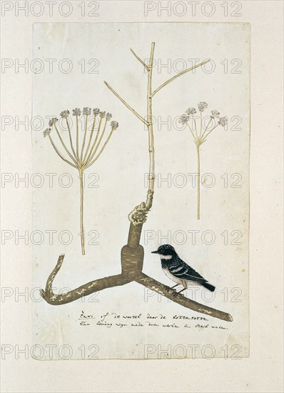 Apiacea or Umbeliffera, 1777-1786. Creator: Robert Jacob Gordon.