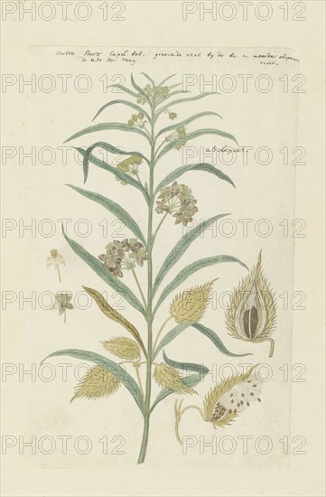 Gomphocarpus fruticosus, formerly Asclepias fruticosa (Tennis-ball milkweed), 1778-1780. Creator: Robert Jacob Gordon.
