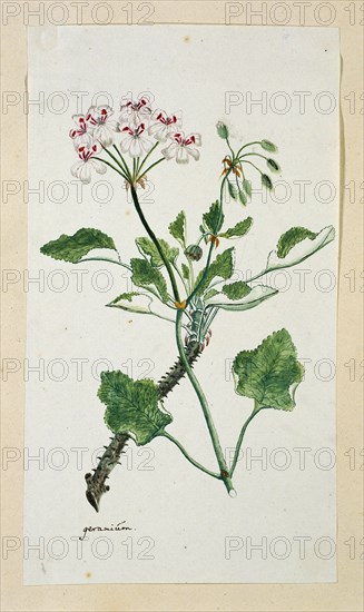 Pelargonium echinatum W. Curtis (Prickly-stemmed pelargonium), 1777-1786. Creator: Robert Jacob Gordon.