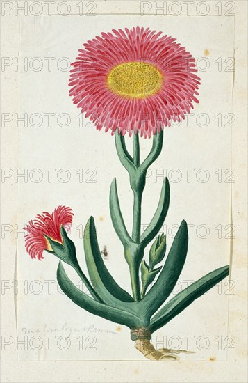 Carpobrotus Quadrifidus L. Bolus, 1777-1786. Creator: Robert Jacob Gordon.