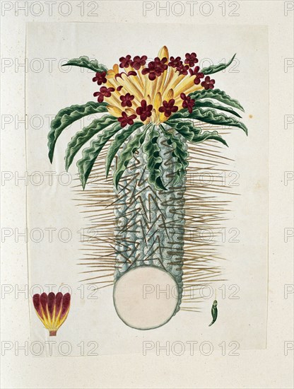 Pachypodium Namaquanum (Wylie ex. Harv.) Well (halfmens), 1778-1786. Creator: Robert Jacob Gordon.