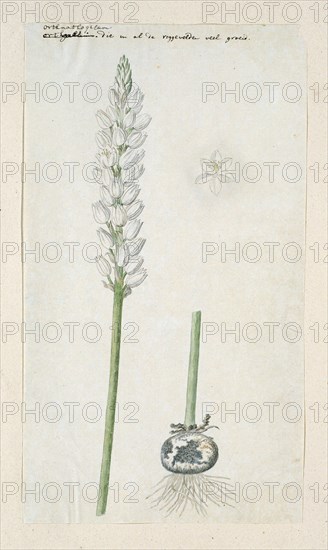 Ornithogalum conicum Jacq., 1778-1786. Creator: Robert Jacob Gordon.