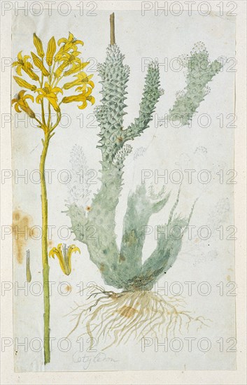 Tylecodon cacalioides (L.F.), 1777-1786. Creator: Robert Jacob Gordon.