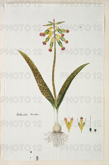 Lachenalia aloides (L.f.) Engl. var. aloides (Opal flowers), 1777-1786. Creator: Robert Jacob Gordon.