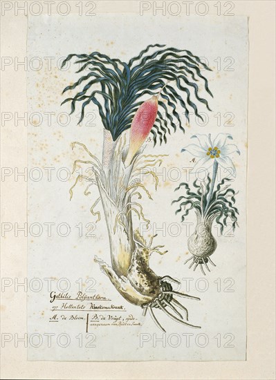 Gethyllis ciliaris (Koekemakranka), 1777-1786. Creator: Robert Jacob Gordon.