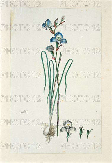 Disa graminiflolia Ker Gawl. Ex Spreng. (Blue disa), 1777-1786. Creator: Robert Jacob Gordon.