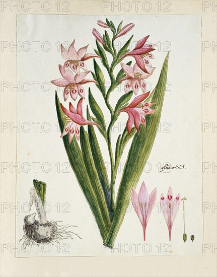 Gladiolus carneus D. Delarochev (Painted lady), 1777-1786. Creator: Robert Jacob Gordon.