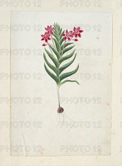 Lapeirousia silenoides (Jacq.) Ker Gawl., 1777-1786. Creator: Robert Jacob Gordon.