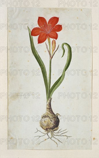 Cyrtanthus elatus (Jacq.) Traub (Flowering valotta; Fire lily; George lily), 1777-1786. Creator: Robert Jacob Gordon.