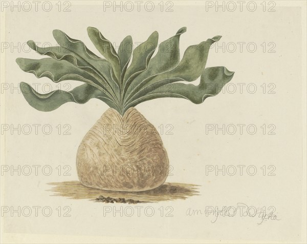 Boophone haemanthoides F.M. Leighton (Hottentots Poison-Bulb, Or Giftbol), 1777-1786. Creator: Robert Jacob Gordon.