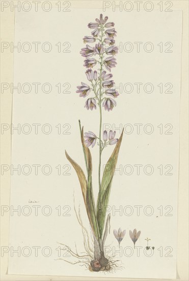 Ixia polystachya L. (Cornlily), 1777-1786. Creator: Robert Jacob Gordon.