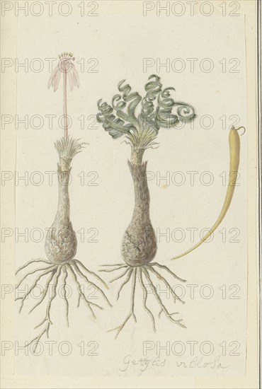 Gethyllis lanuginose Marloth [Gethyllis Villosa] (Kukumakranka), 1777-1786. Creator: Robert Jacob Gordon.