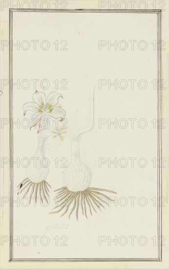 Gethyllis sp. (Kukumakranka), 1777-1786. Creator: Robert Jacob Gordon.