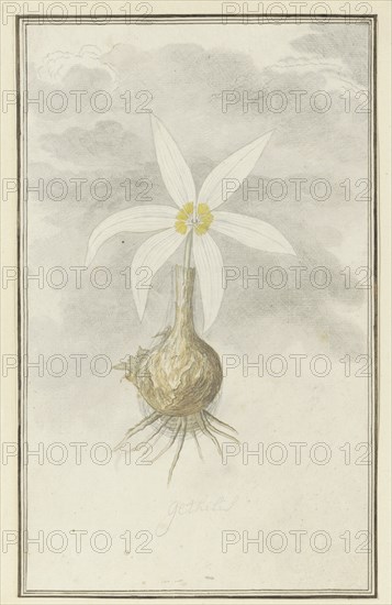 Gethyllis Afra L (Kukukmakranka), 1777-1786. Creator: Robert Jacob Gordon.