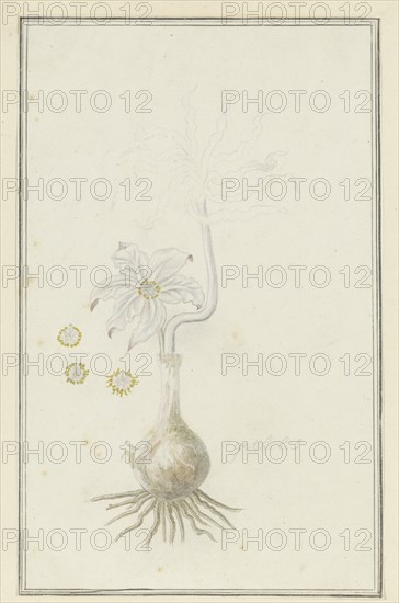 Gethyllis britteniana baker (Kukumakranka), 1777-1786. Creator: Robert Jacob Gordon.