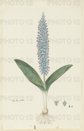 Lachenalia mediana Jacq., 1777-1786. Creator: Robert Jacob Gordon.