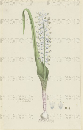 Lachenalia unifolia Jacq. (Hyacinth), 1777-1786. Creator: Robert Jacob Gordon.