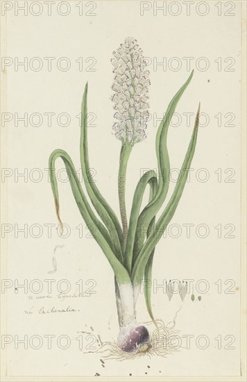 Lachenalia orthopetala Jacq. (Hyacinth), 1777-1786. Creator: Robert Jacob Gordon.