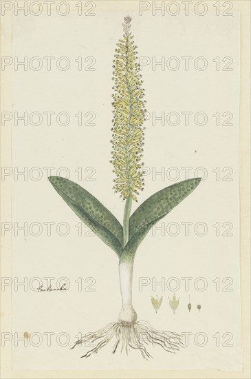 Lachenalia arbuthnotiae W.F. Barker (Hyacinth), 1777-1786. Creator: Robert Jacob Gordon.