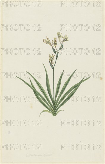 Freesia viridis (Aiton) Goldblatt & J.C. Manning, 1777-1786. Creator: Robert Jacob Gordon.