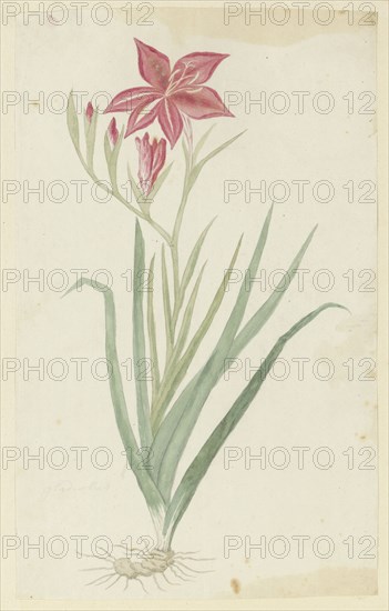 Gladiolus cardinalis curtis., 1777-1786. Creator: Robert Jacob Gordon.