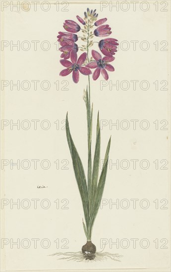 Ixia lutea eckkl. var. Ovata., 1777-1786. Creator: Robert Jacob Gordon.