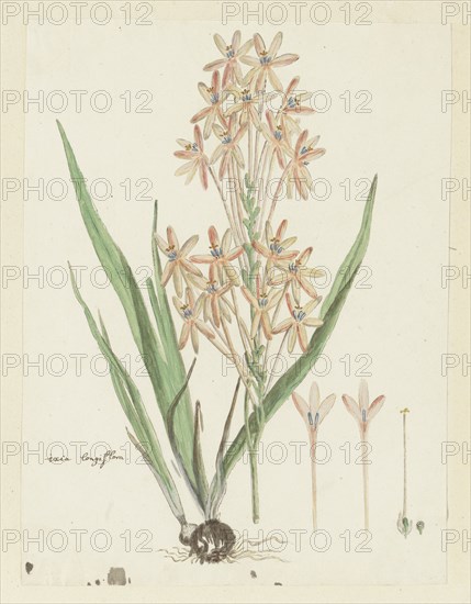Ixia paniculata D.Delaroche, 1777-1786. Creator: Robert Jacob Gordon.