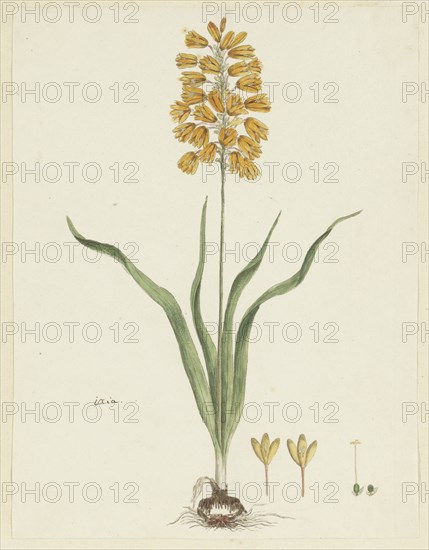 Ixia odorata Ker. Gawl., 1777-1786. Creator: Robert Jacob Gordon.