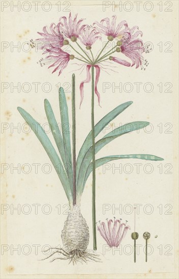 Nerine humilis (Jacq.) Herb. (Amaryllis humilis), 1777-1786. Creator: Robert Jacob Gordon.