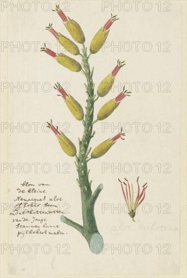 Aloe dichotoma Masson (Quiver tree or Kokerboom), 1777-1786. Creator: Robert Jacob Gordon.