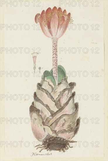 Haemanthus coccineus L. (Blood flower), 1777-1786. Creator: Robert Jacob Gordon.