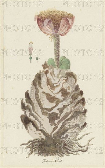Haemanthus coccineus L. (Blood flower), 1777-1786. Creator: Robert Jacob Gordon.