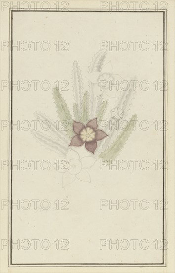 Stapelia hirsute L. (Starfish flower), 1777-1786. Creator: Robert Jacob Gordon.