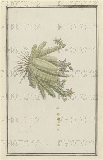 Piaranthus geminatus (Masson) N.E. Br.(Milkweed), 1777-1786. Creator: Robert Jacob Gordon.