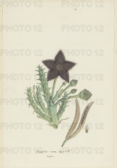 Tridentea gemmiflora (Masson) Haw. (Stapelia gemmiflora), 1777-1786. Creator: Robert Jacob Gordon.